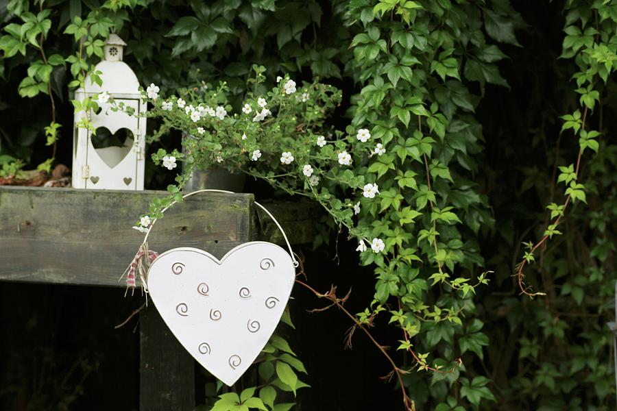 White Metal Heart And Lantern In Front Of Virginia Creeper In Garden Photograph by Barbara Ellger