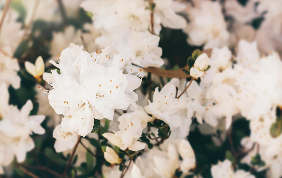 White Mini azaleas #floral Photograph by Andrea Anderegg