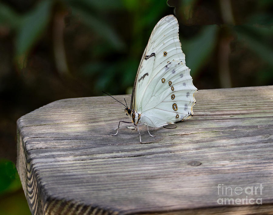 White Morpho Butterfly Photograph by L Bosco