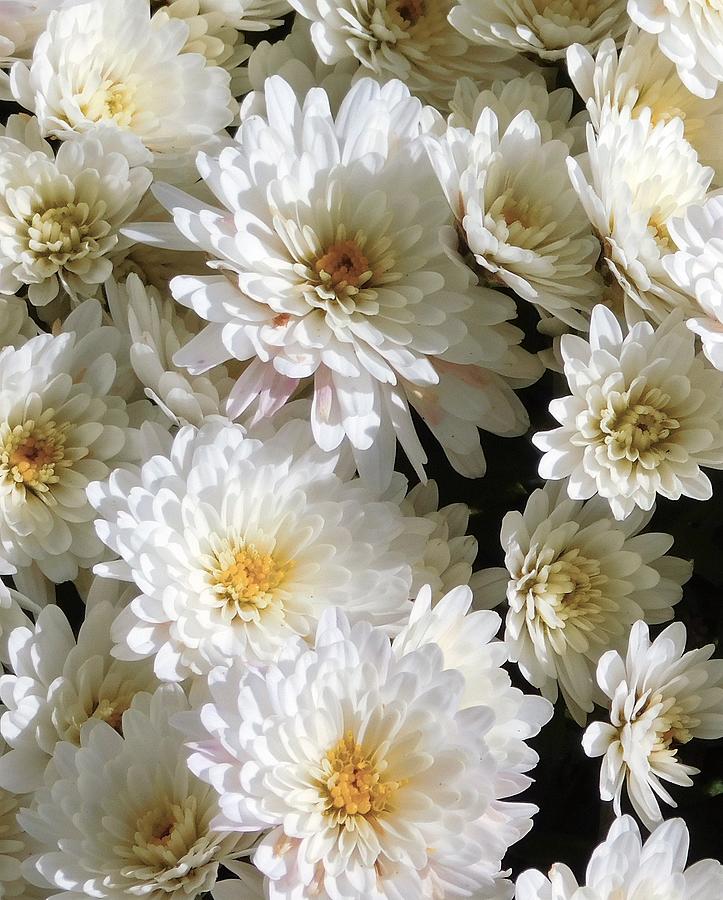 - White Mums At Noon Photograph by THERESA Nye