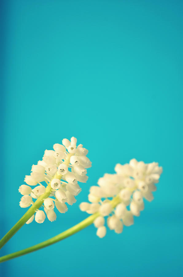 White Muscari Flowers Photograph by Photo By Ira Heuvelman-dobrolyubova