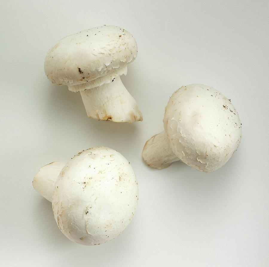 White Mushrooms Photograph by David Bishop Inc.
