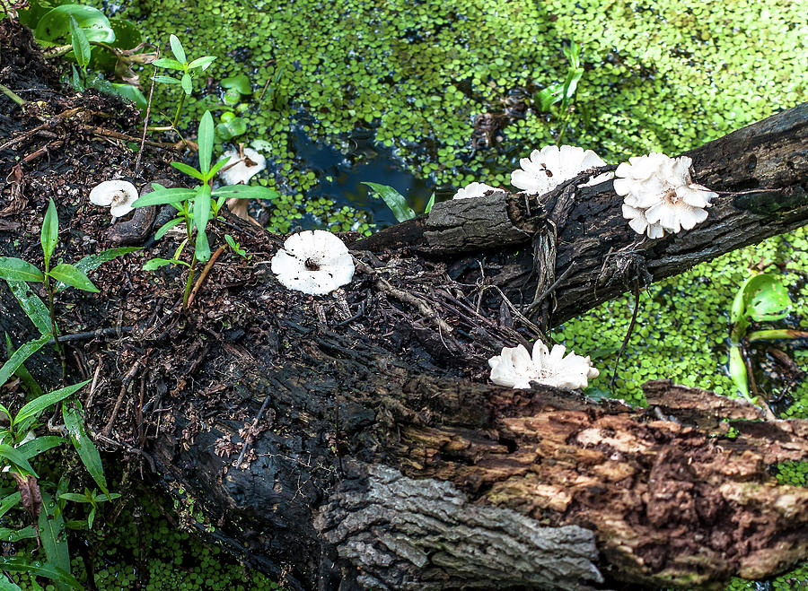 White Mushrooms Photograph