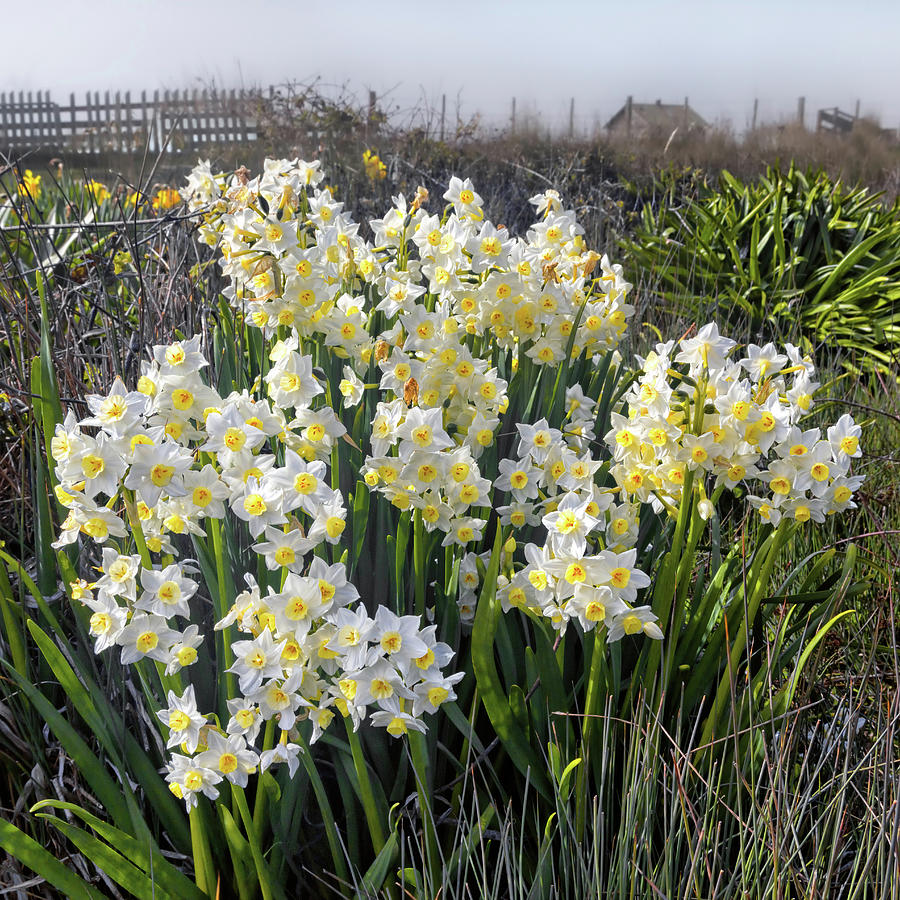 White Narcissus Blooming In The Cow Pasture Photograph