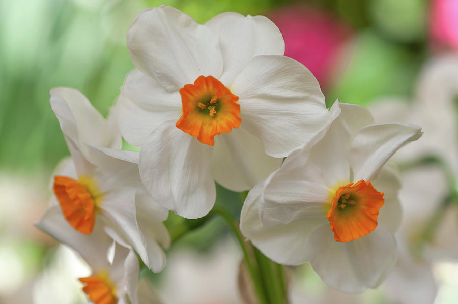 White Narcissus Geranium 1 Photograph by Jenny Rainbow