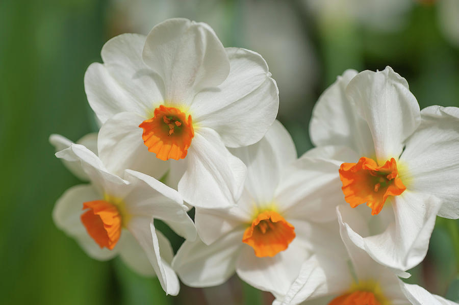White Narcissus Geranium Photograph by Jenny Rainbow