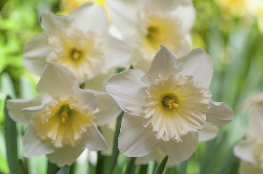 White Narcissus Ice Follies Photograph by Jenny Rainbow