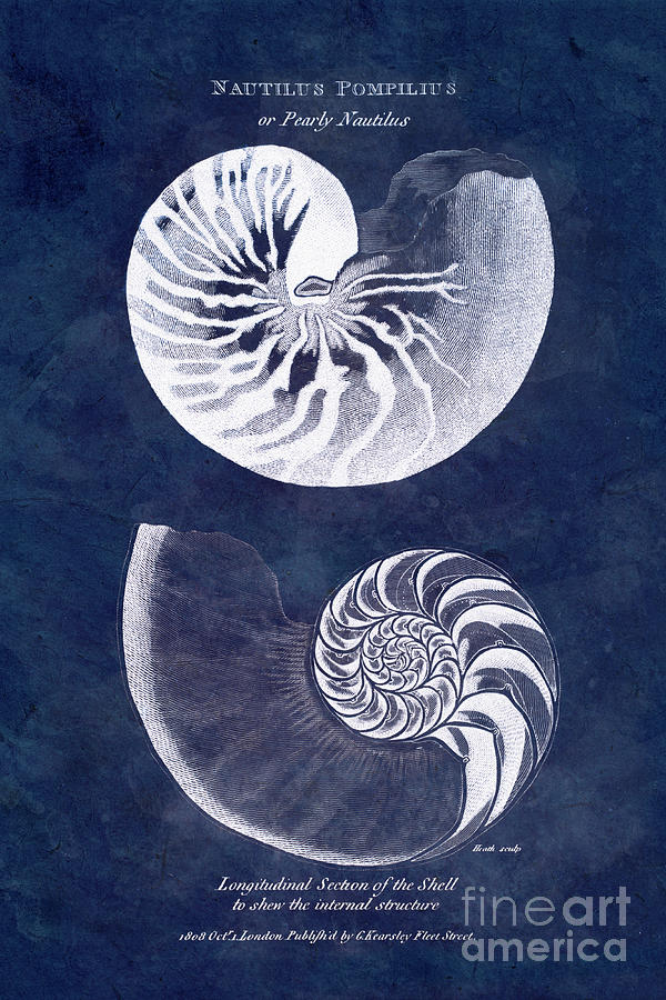 White nautilus on blue Mixed Media by Delphimages Photo Creations