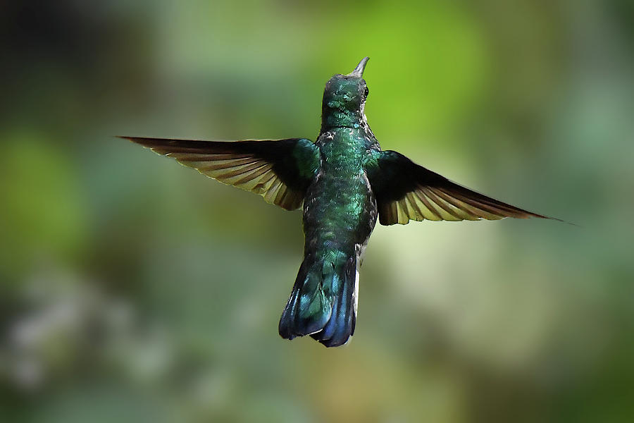 White-necked Jacobin Hovers  Photograph by Alan Lenk