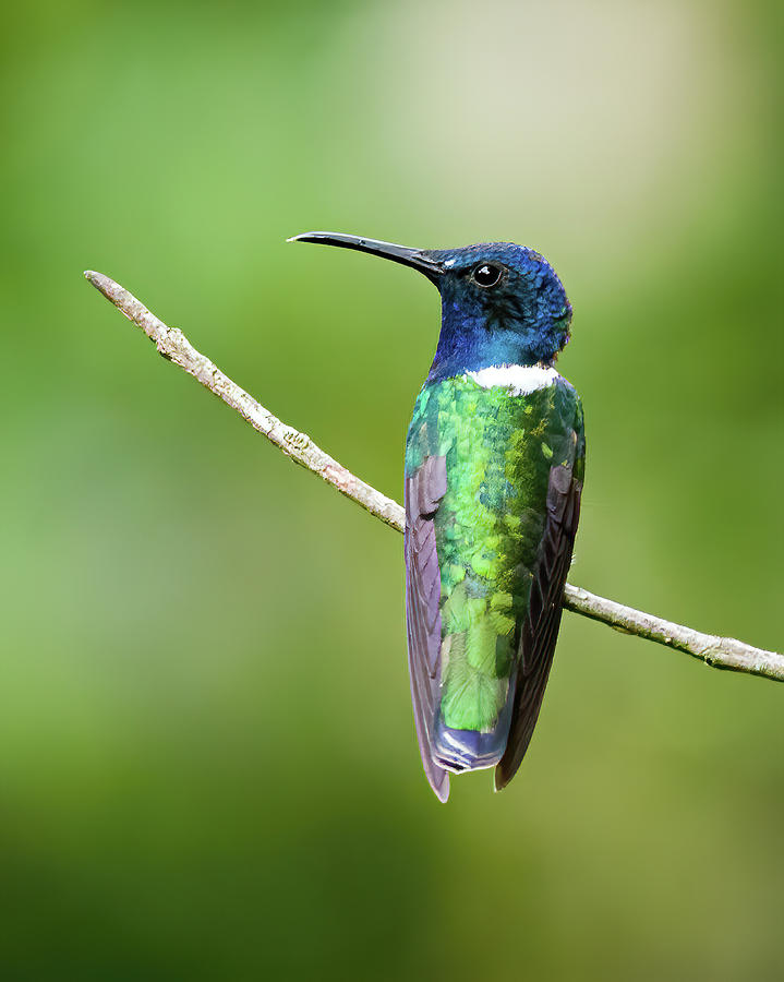 White Necked Jacobin Los Alpes Ibague Tolima Colombia Photograph by Adam Rainoff