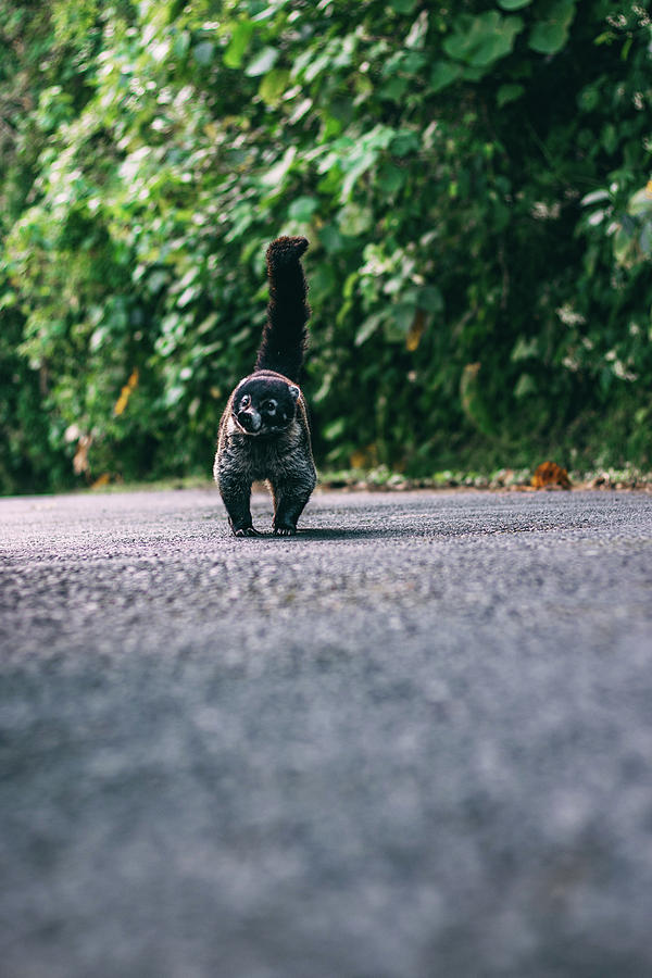 White nosed coati Photograph by Daniel Rojas - Pixels