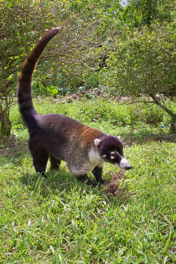 White-nosed Coati Photograph By Ivan Kuzmin - Fine Art America