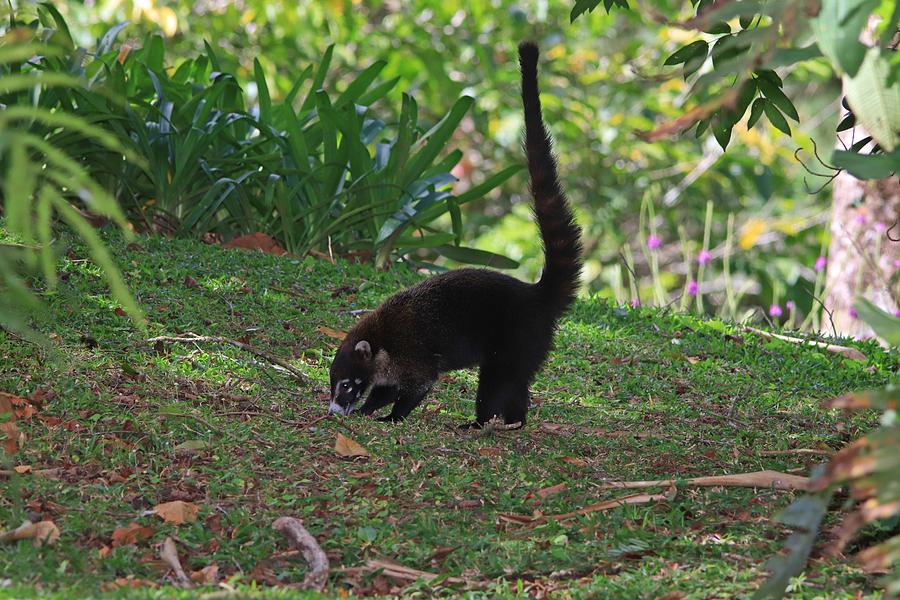 White-nosed Coati Photograph by Marlin and Laura Hum