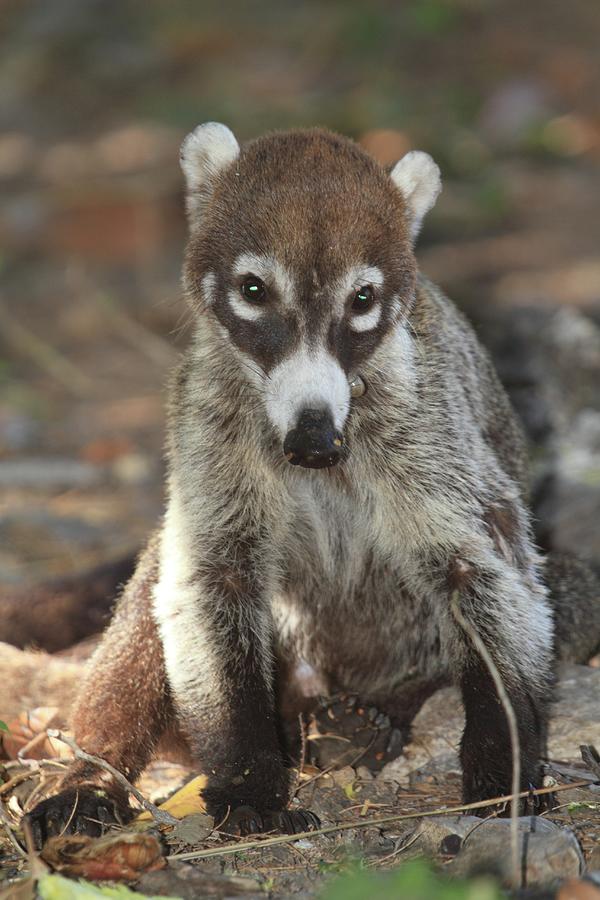 White-nosed Coati Nasua Narica Photograph by Carlos Jose Pache - Fine ...