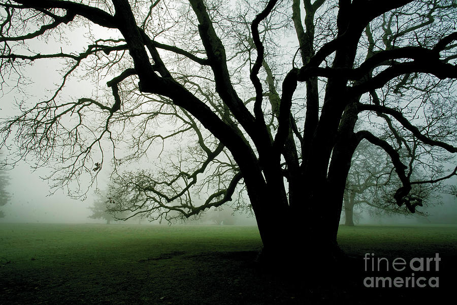 White Oak in Fog Photograph by Rich Collins