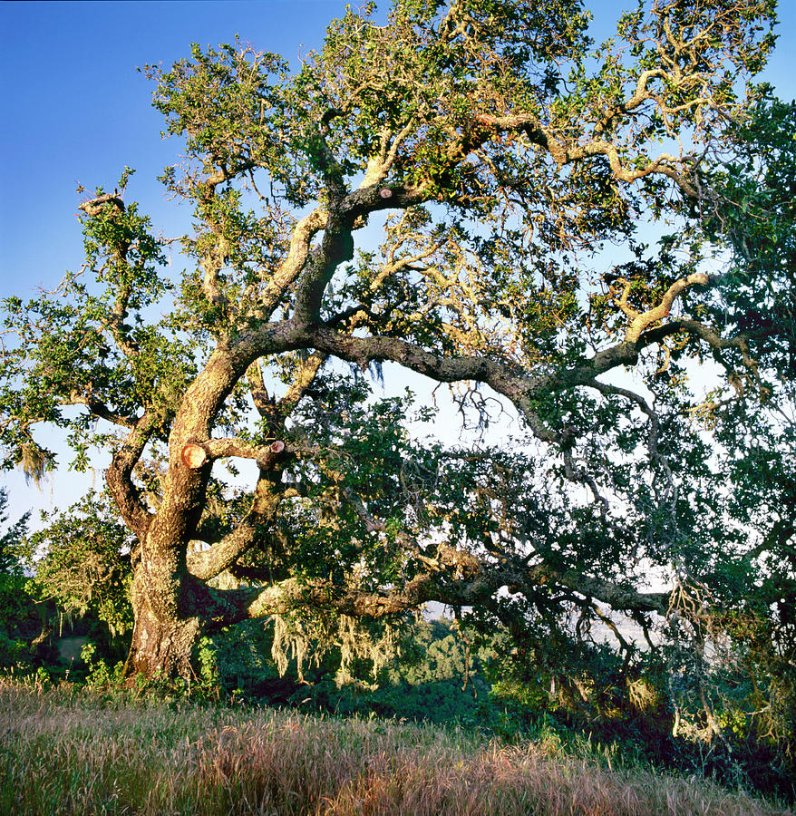 White Oak Tree Photograph by Richard Felber