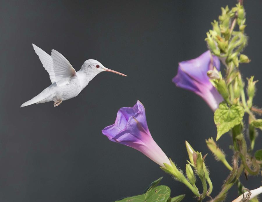Hummingbird Photograph - White on Purple by Rhoda Gerig