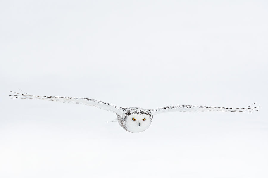 Winter Photograph - White On White by Massimo Felici