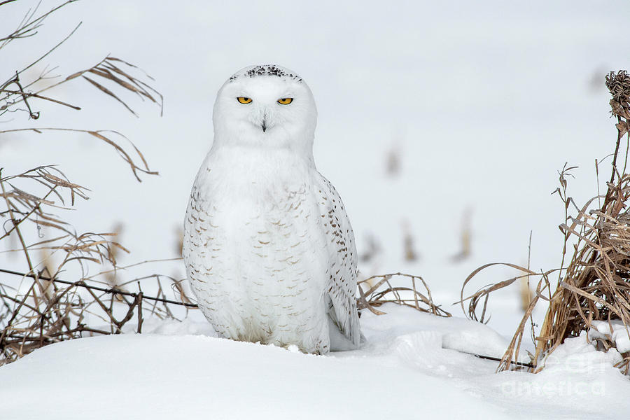 White on White by Nina Stavlund White on White by Nina Stavlund