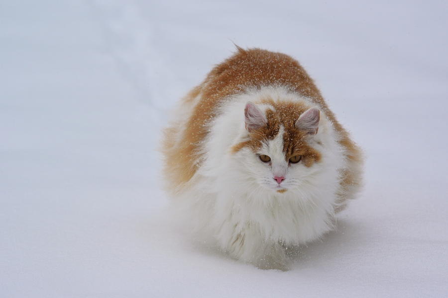 White-orange cat moving through snow Photograph by Intensivelight