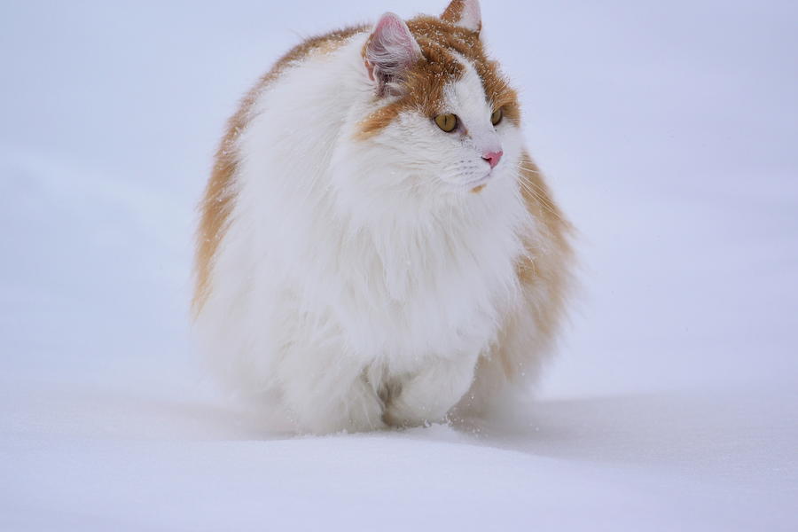 White-orange cat plodding through snow Photograph by Intensivelight