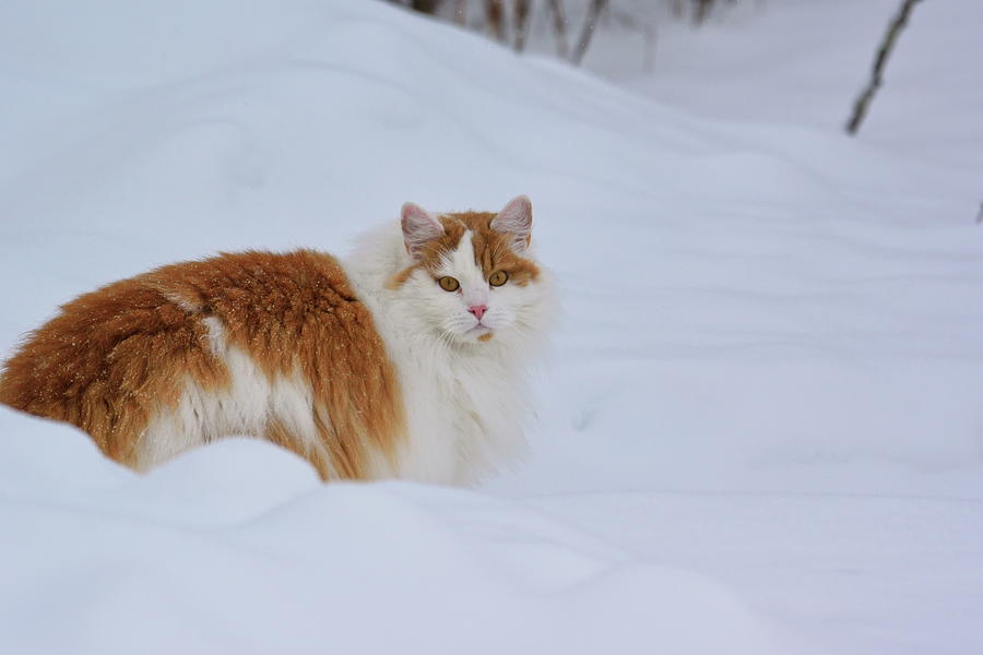 White-orange cat sitting i the snow Photograph by Intensivelight