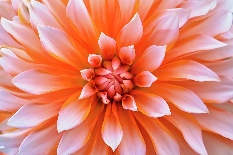 Flower Photograph - White Orange Dahlia Flower by Cora Niele