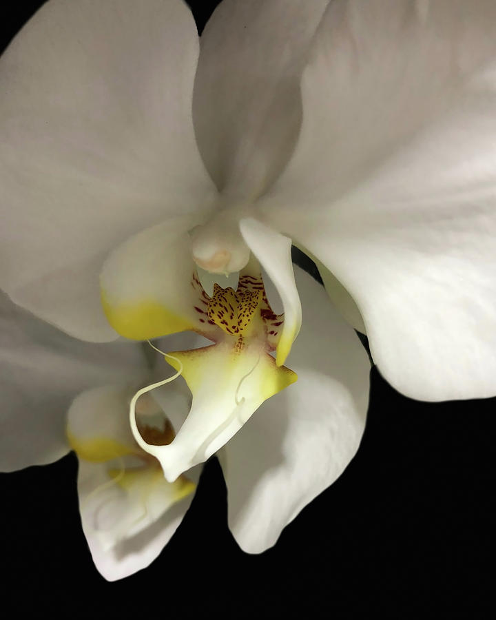White Orchid Photograph by Ann Bridges