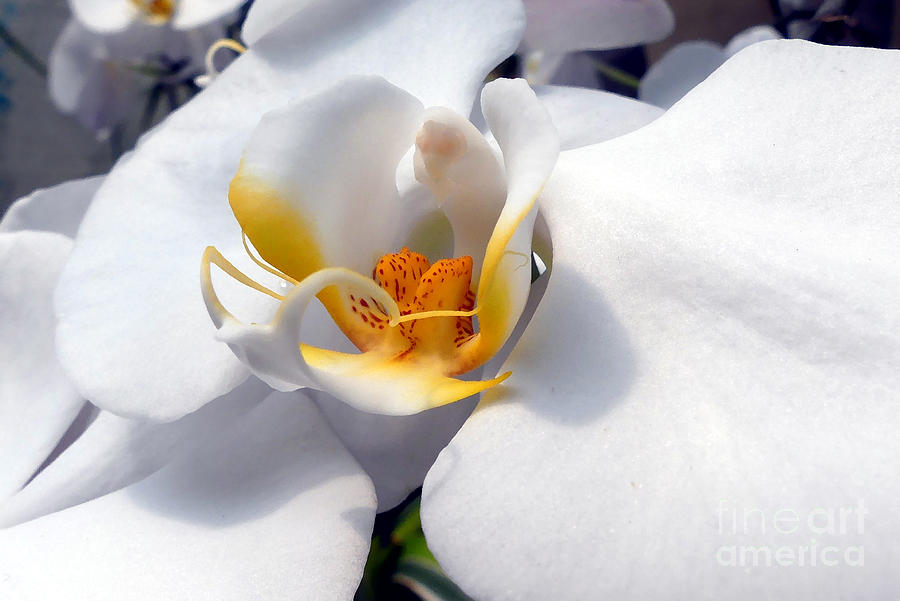 White Orchid Beauty Photograph by Amy Dundon