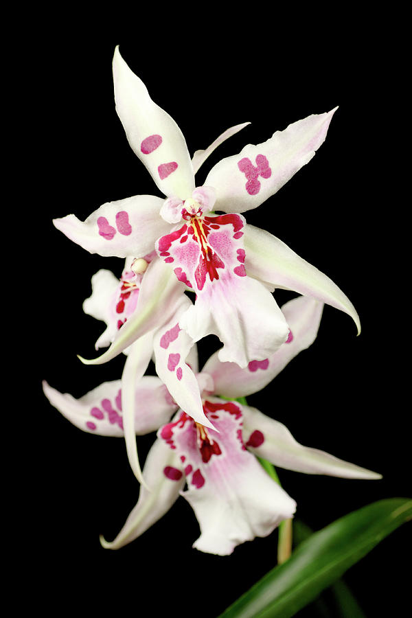 White Orchid Black Background Photograph by Imv