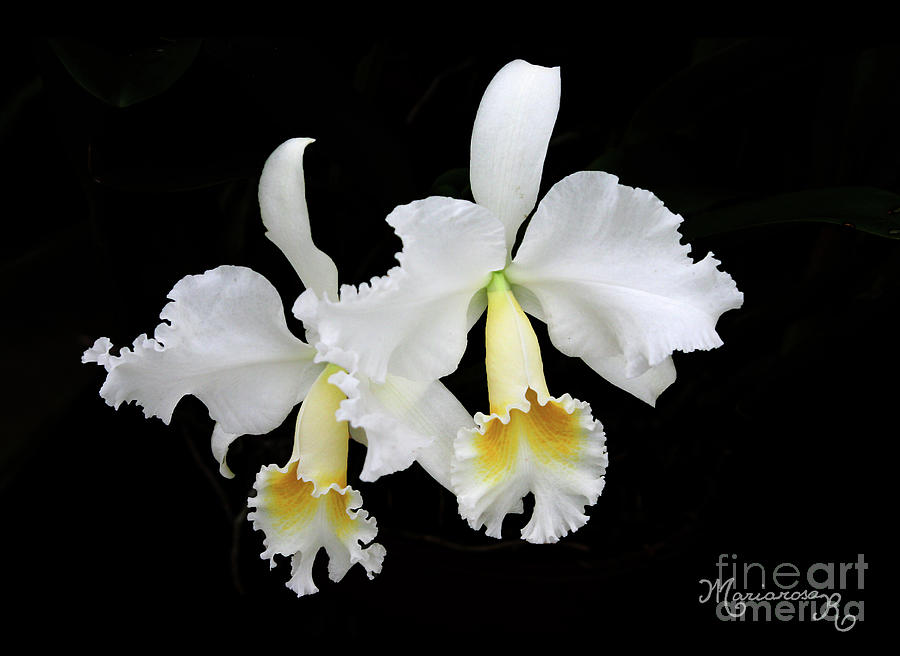 White Orchid Duo Photograph by Mariarosa Rockefeller