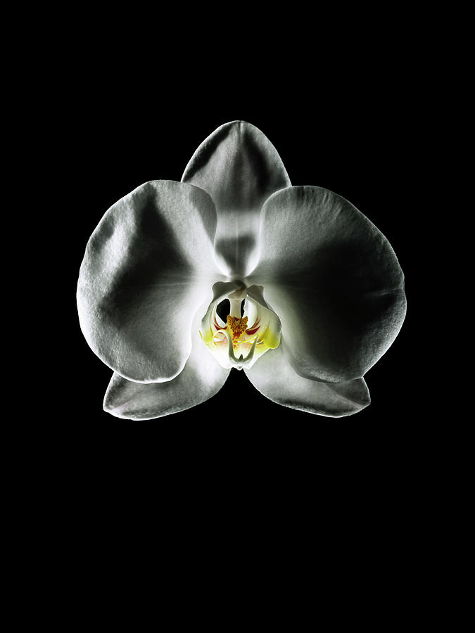 White Orchid Photograph by Jonathan Knowles