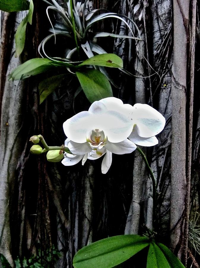 White Orchid Photograph by Kathy Chism