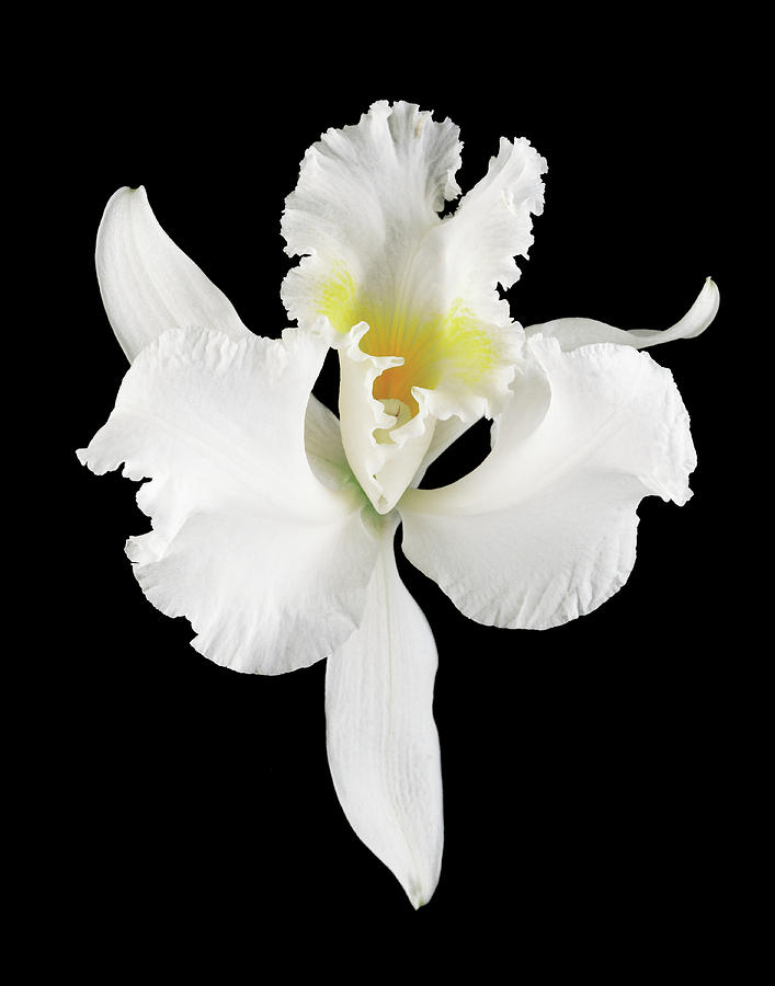 White Orchid On Black Photograph by Davies And Starr