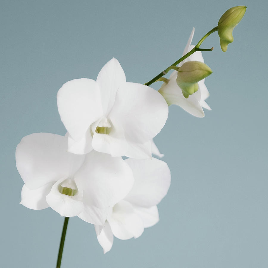 Still Life Photograph - White Orchid On Blue 01 by Tom Quartermaine