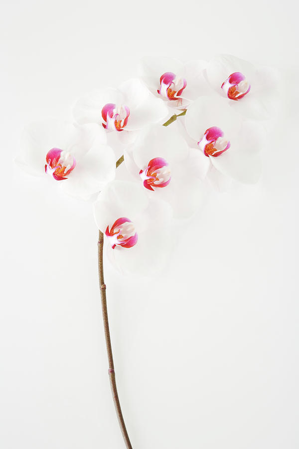 White Orchid Phalaenopsis Sp. Against Photograph by Martin Harvey