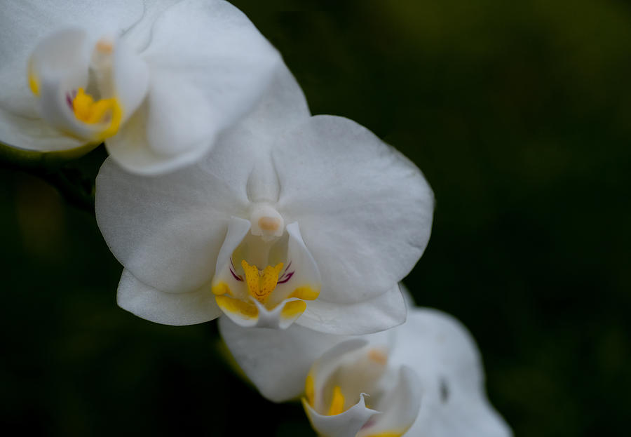 White Orchid Photograph by Roberta Kayne