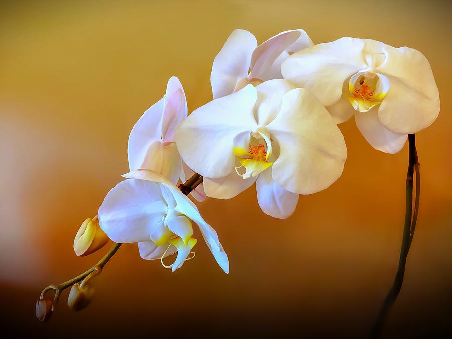 White Orchid Spray Photograph