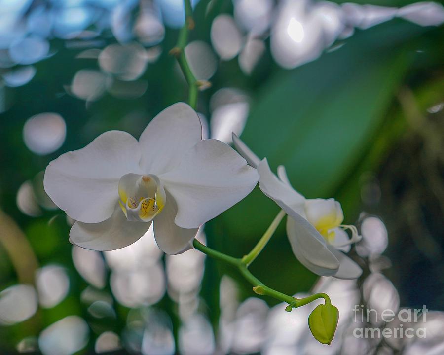White Orchid Photograph by Susan Rydberg