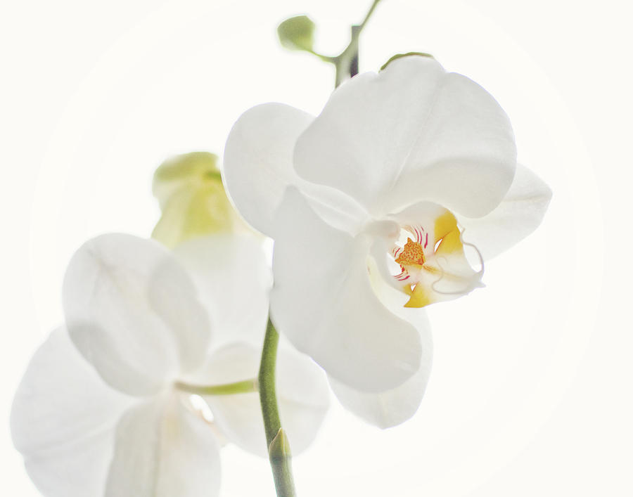 White Orchid Photograph by Trudie Davidson