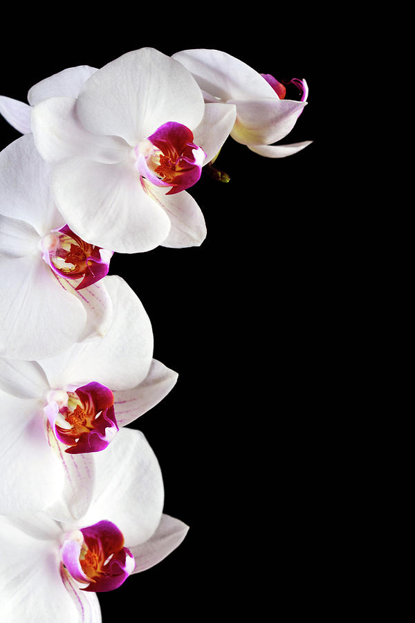 White Orchid Photograph by Twity1