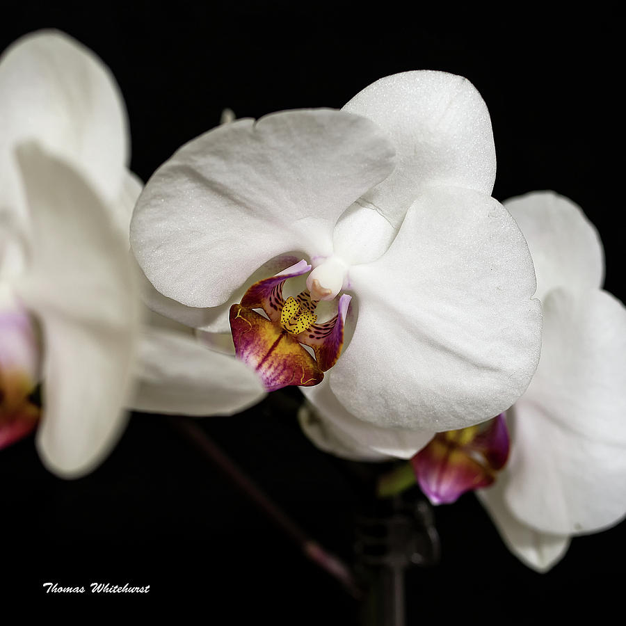 White Orchid up close Photograph by Thomas Whitehurst