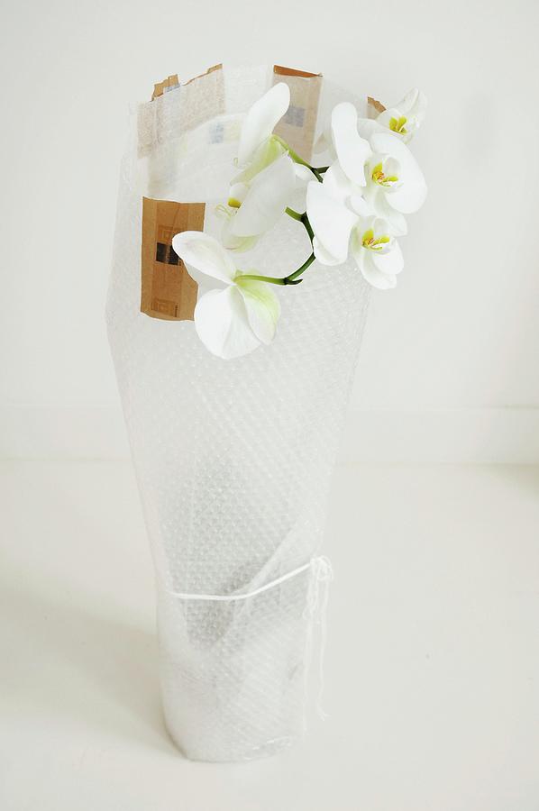 White Orchid Wrapped In Bubble-wrap Photograph by James Stokes