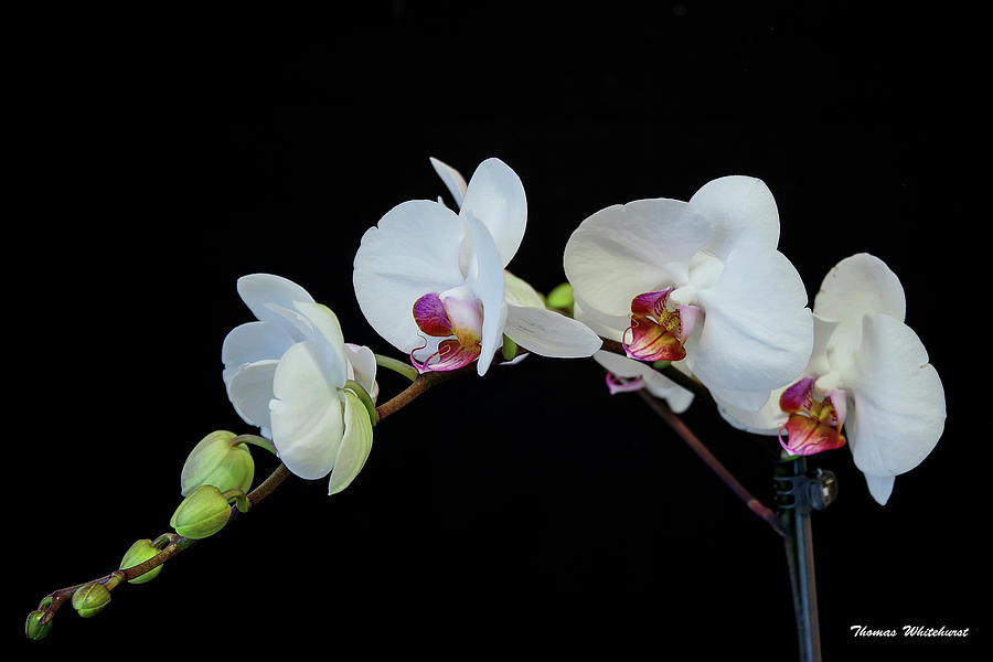 White Orchid Photograph by Thomas Whitehurst