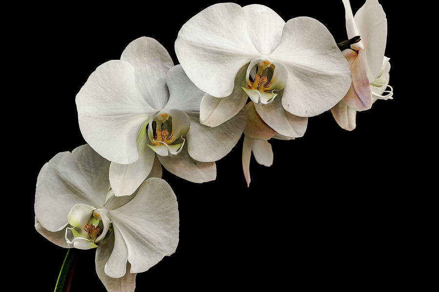 White Orchids Against Black Background Photograph By Brett Zimmerman