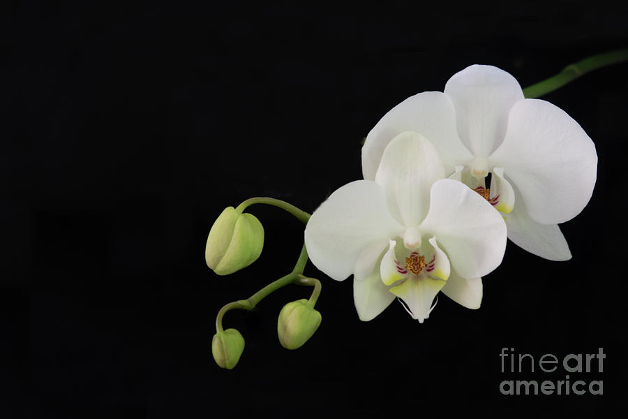 White Orchids and Buds Photograph by Ann Horn