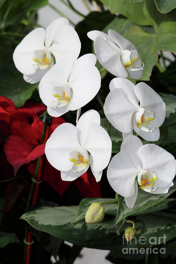 White Orchids Beauty Photograph by Carol Groenen