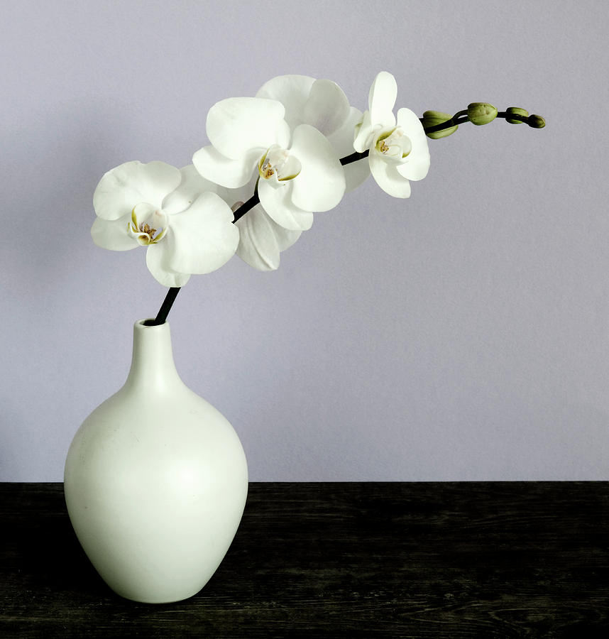 Still Life Photograph - White Orchids In A White Vase by Tom Quartermaine