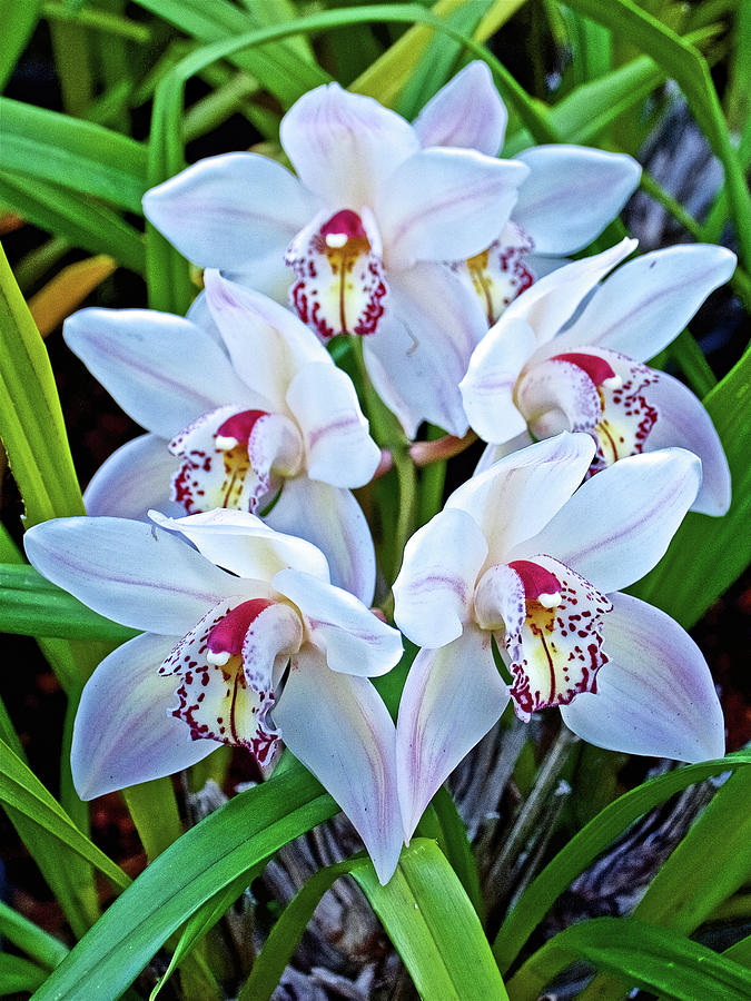 White Orchids in Botanical Garden in Balboa Park in San Diego