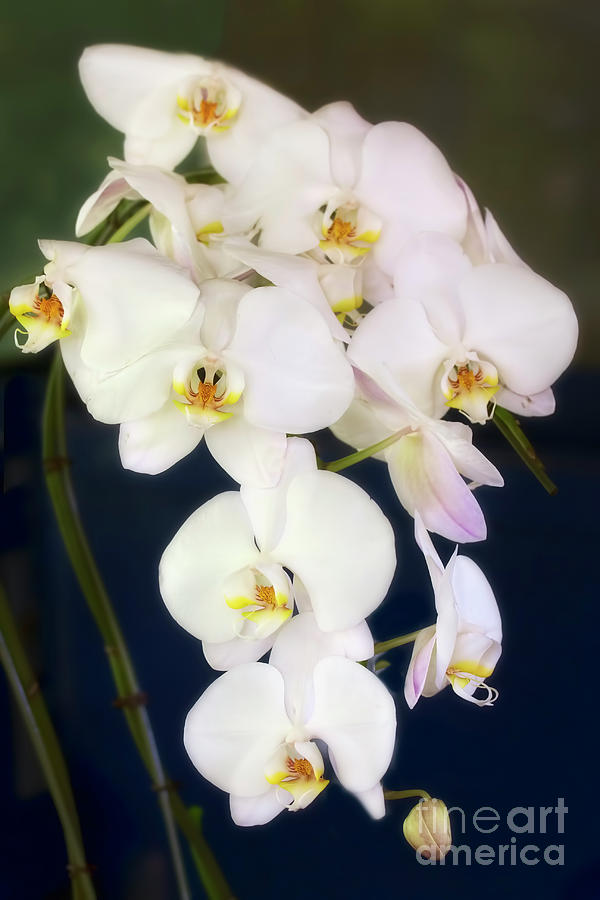 White Orchids Photograph by Joan Bertucci